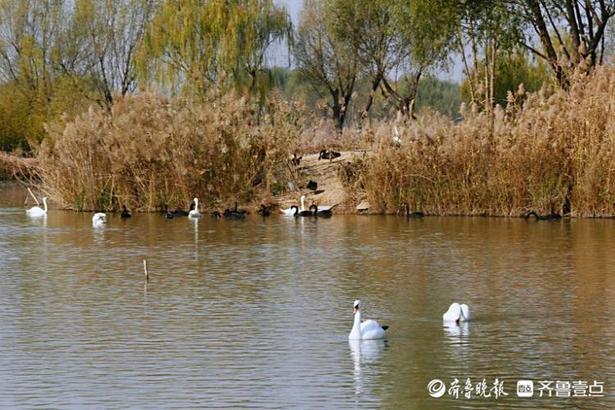 济西湿地公园最新动态报道