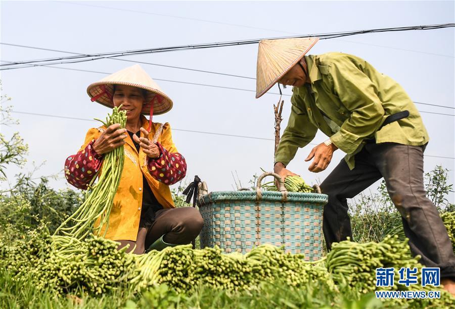 合浦豆角最新价格动态及分析摘要